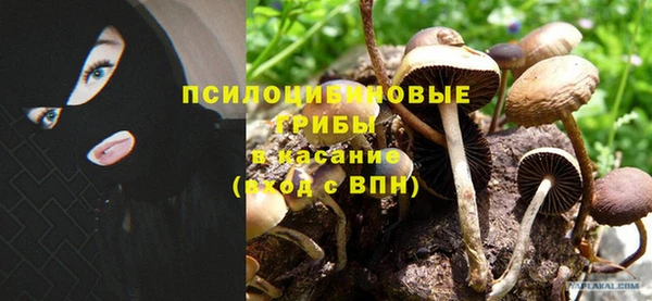 молекула духа Богданович